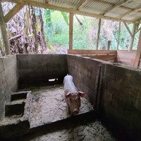 Troco Chácara no interior de Massaranduba/SC por casa na praia ou serra em Santa Catarina.