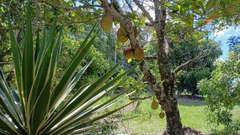 Troco chácara região de Sorocaba por imóvel em Itanhaém