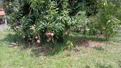 Troco chácara região de Sorocaba por imóvel em Itanhaém